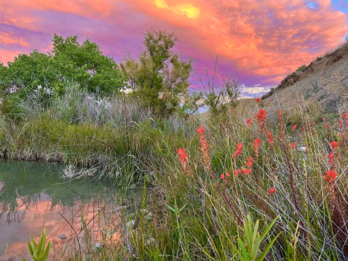 A serene landscape featuring a pond surrounded by vibrant flowers and lush greenery under a colorful sunset sky.